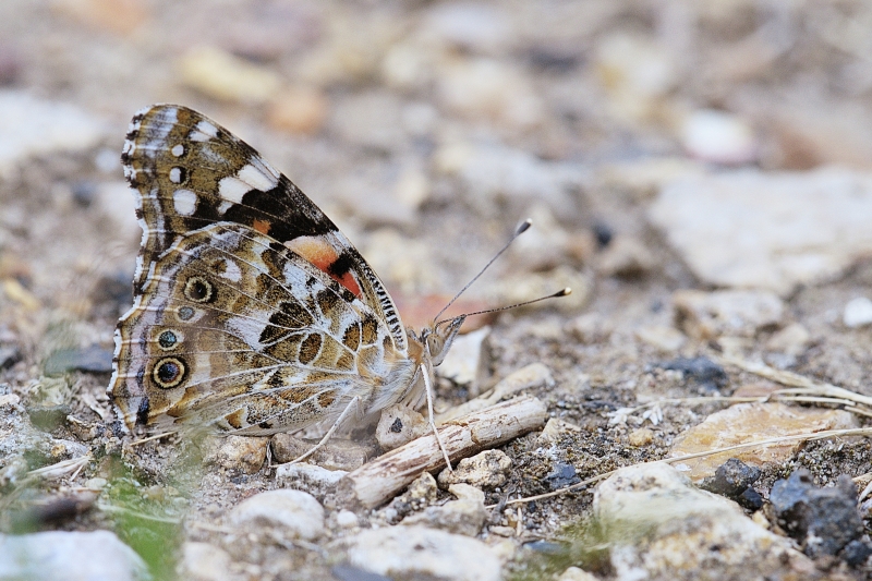 Photo Insectes Belle Dame (Vanessa cardui)