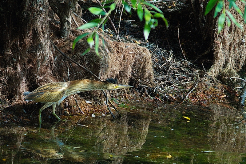 Photo Oiseaux Blongios nain (Ixobrychus minutus)