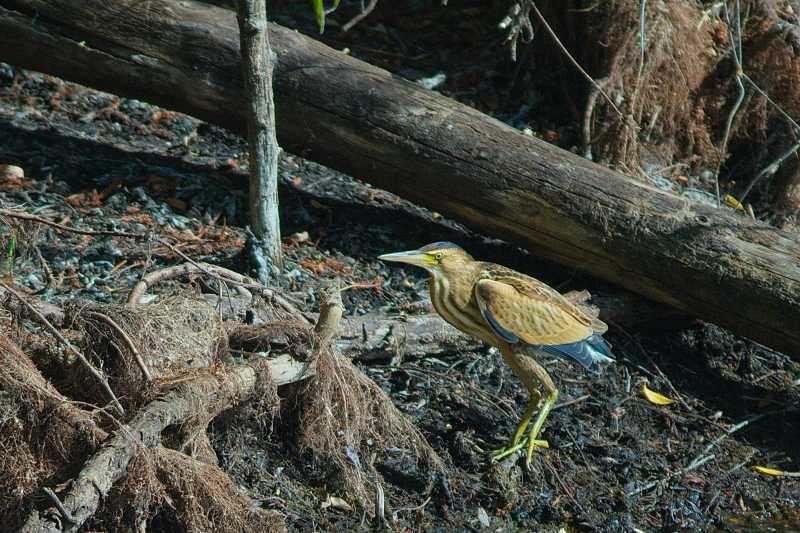 Photo Oiseaux Blongios nain (Ixobrychus minutus)