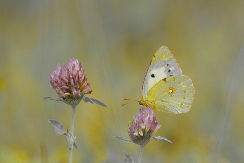 Photo Insectes Souci (Colias crocea)