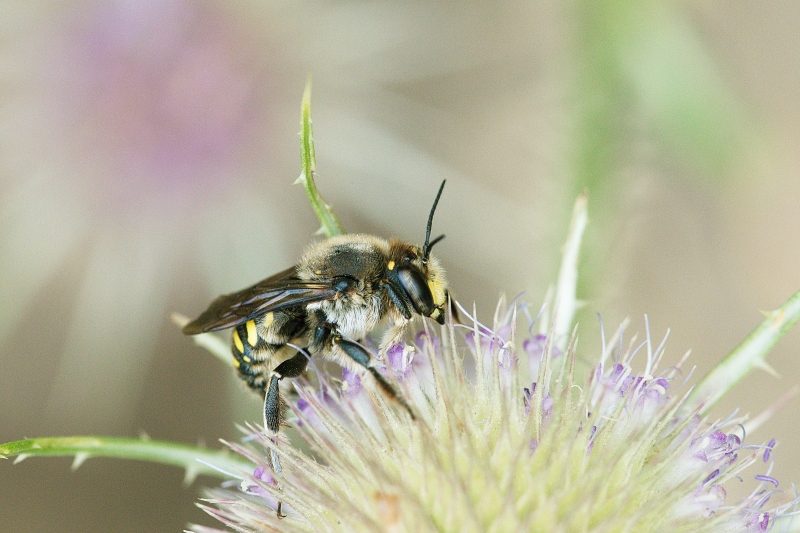 Photo Insectes Anthidium septemspinosum