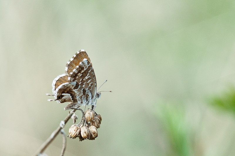 Photo Insectes Brun des pélargoniums (Cacyreus marshalli)