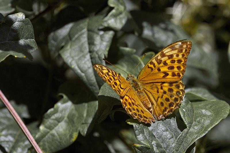 Photo Insectes Tabac d'Espagne (Argynnis paphia)