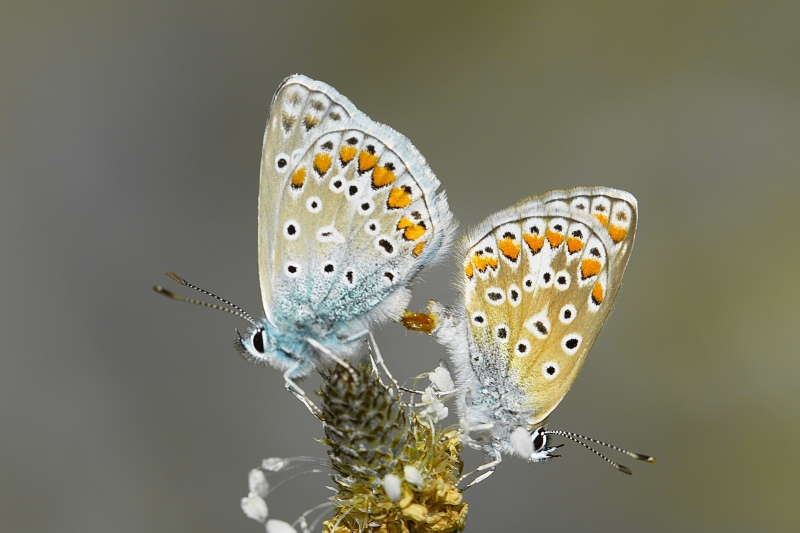 Photo Insectes Argus bleu (Polyommatus icarus)