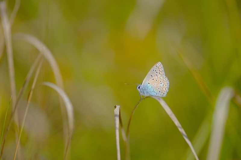 Photo Insectes Argus bleu (Polyommatus icarus)