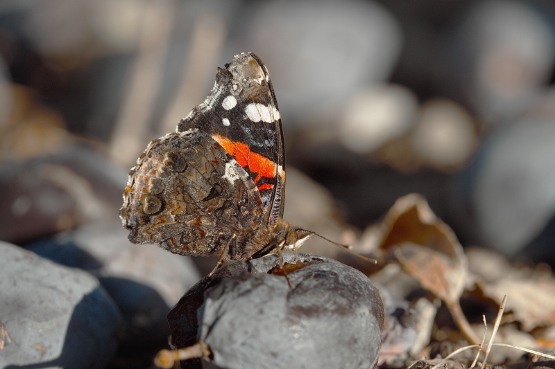 Photo Insectes Vulcain (Vanessa atalanta)