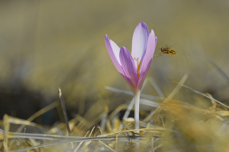 Photo Flore Colchique d'automne (Colchicum autumnale)