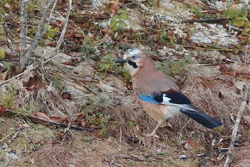 Photo Oiseaux Geai des chènes (Garrulus glandarius)