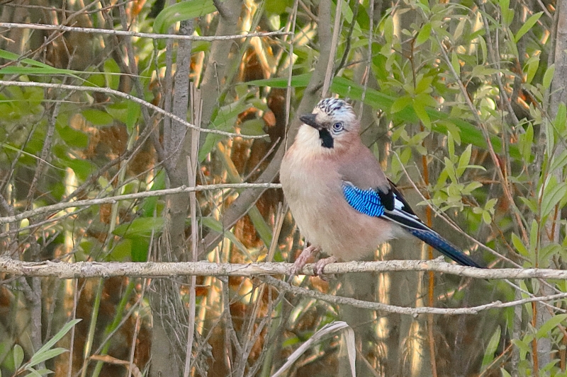 Photo Oiseaux Geai des chènes (Garrulus glandarius)