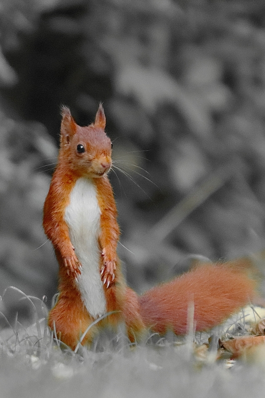 Photo Mammifères Ecureuil roux (Sciurus vulgaris)