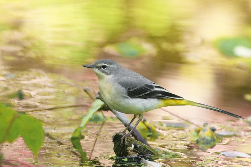 Photo Oiseaux Bergeronnette des ruisseaux (Motacilla cinerea)