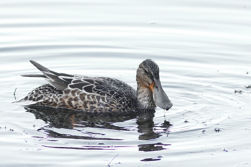 Photo Oiseaux Canard souchet (Anas clypeata)