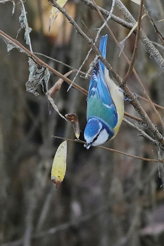 Photo Oiseaux Mésange bleue (Cyanistes caeruleus)