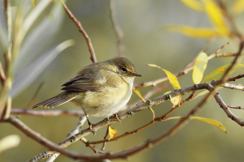 Photo Oiseaux Pouillot véloce (Phylloscopus collybita)