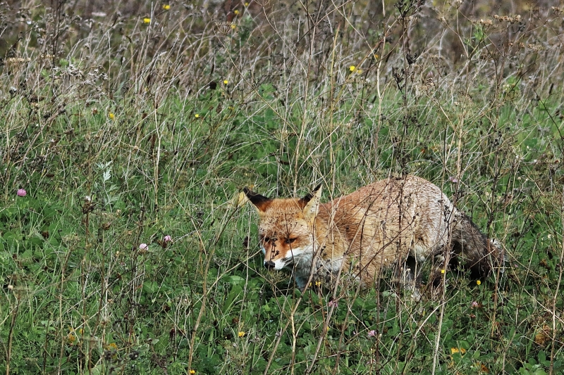 Photo Mammifères Renard roux (vulpes vulpes).