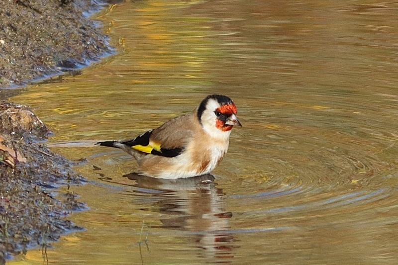 Photo Oiseaux Chardonneret élégant (Carduelis carduelis)