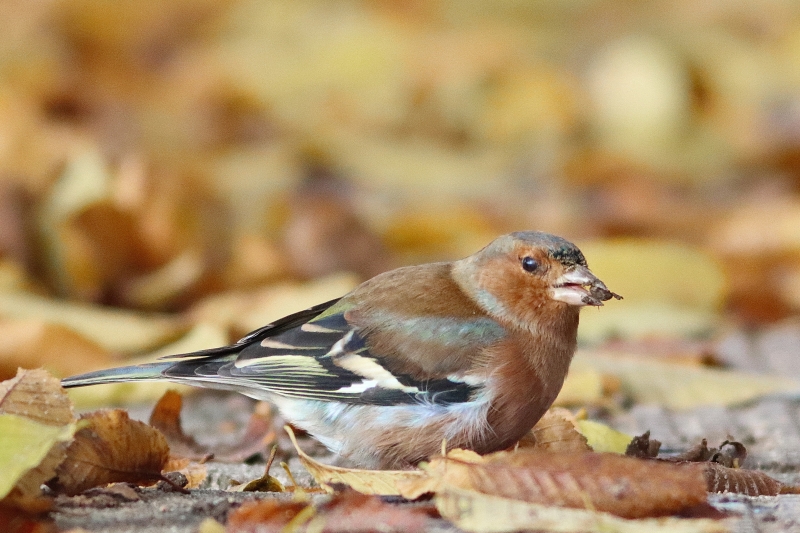 Photo Oiseaux Pinson des arbres (Fringilla coelebs)