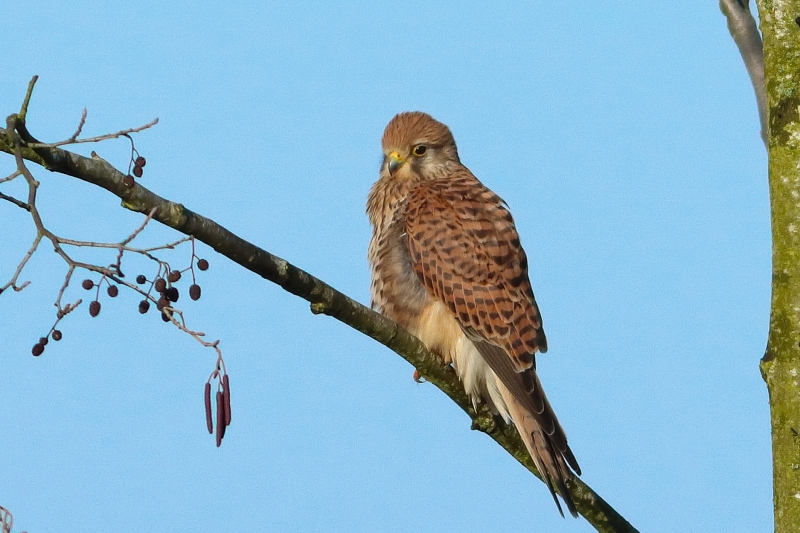 Photo Oiseaux Faucon crécerelle (Falco tinnunculus)