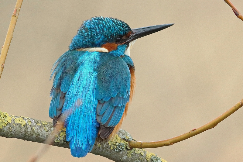 Photo Oiseaux Martin-pêcheur d'Europe (Alcedo atthis)