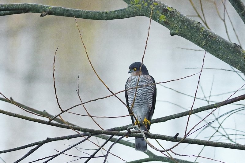 Photo Oiseaux Épervier d'Europe (Accipiter nisus)