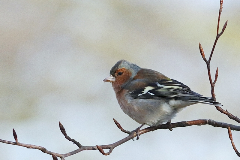 Photo Oiseaux Pinson des arbres (Fringilla coelebs)