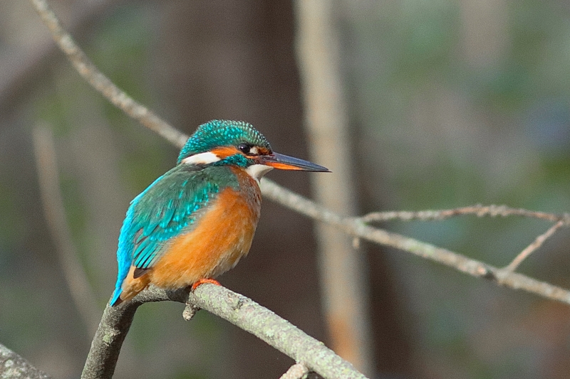 Photo Oiseaux Martin-pêcheur d'Europe (Alcedo atthis)