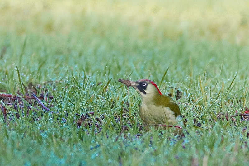 Photo Oiseaux Pic vert (Picus viridis)