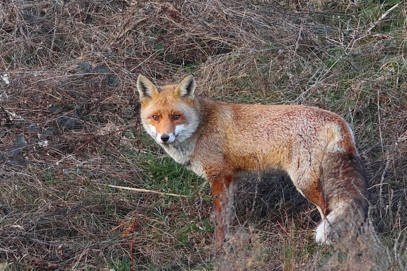 Photo Mammifères Renard roux (vulpes vulpes).