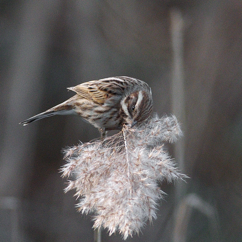 Photo Oiseaux Bruant des roseaux (Emberiza schoeniclus)