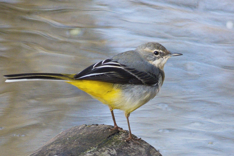 Photo Oiseaux Bergeronnette des ruisseaux (Motacilla cinerea)