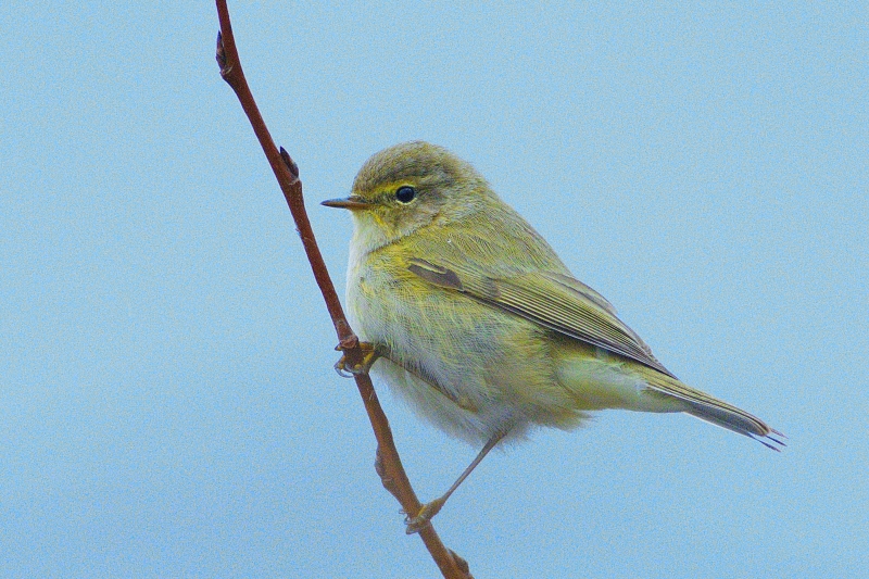 Photo Oiseaux Pouillot véloce (Phylloscopus collybita)