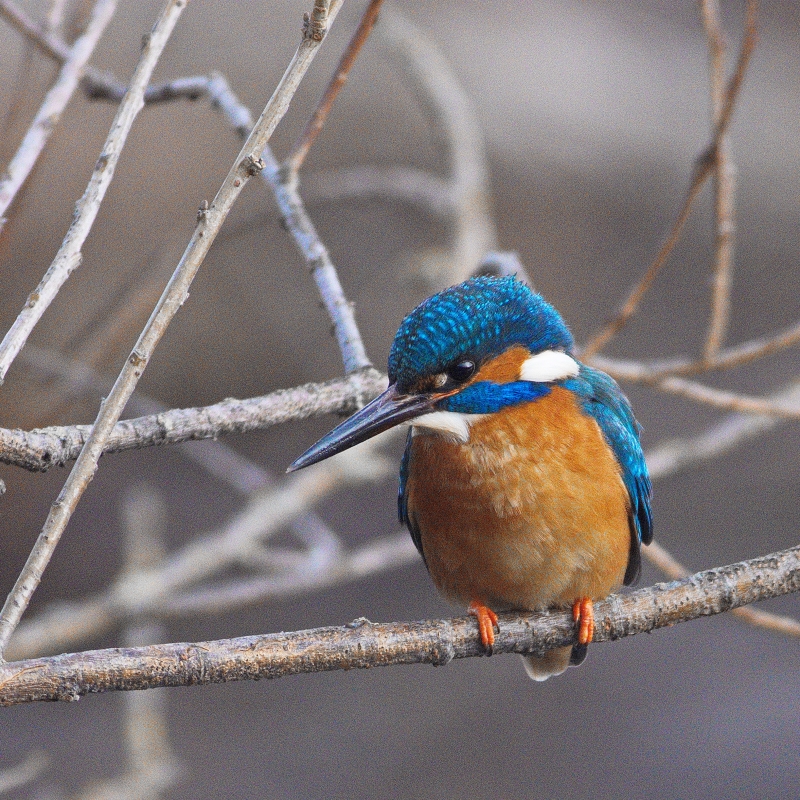 Photo Oiseaux Martin-pêcheur d'Europe (Alcedo atthis)