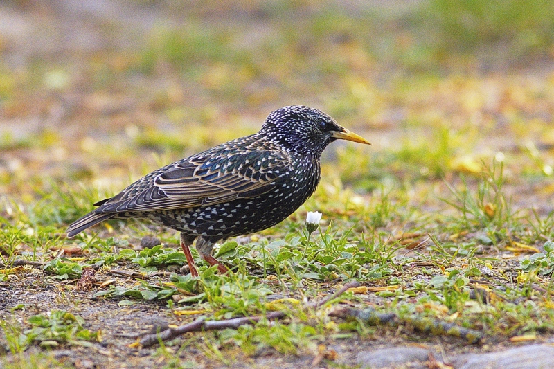 Photo Oiseaux Etourneau sansonnet (Sturnus vulgaris)