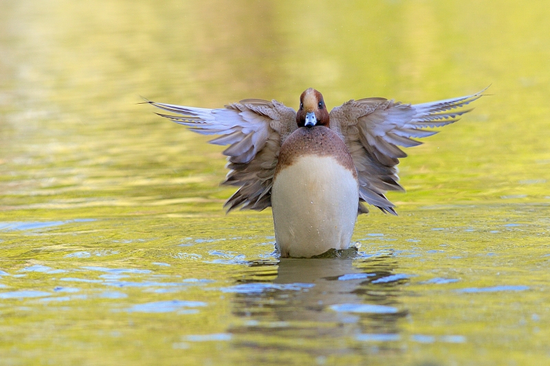 Photo Oiseaux Canard siffleur (Mareca penelope)