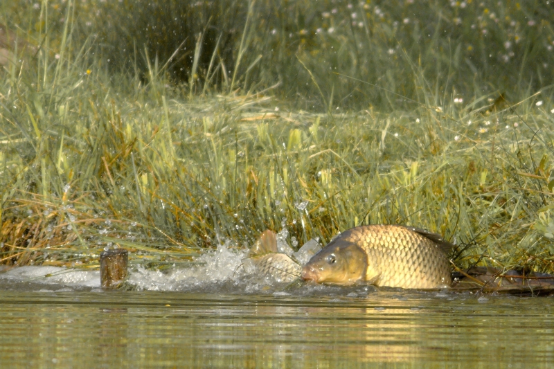 Photo Poissons Carpe commune (Cyprinus carpio)