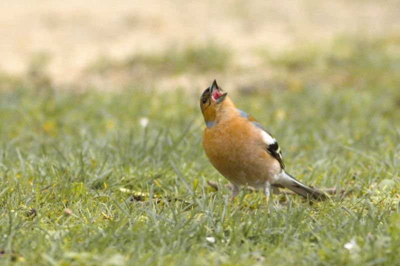 Photo Oiseaux Pinson des arbres (Fringilla coelebs)