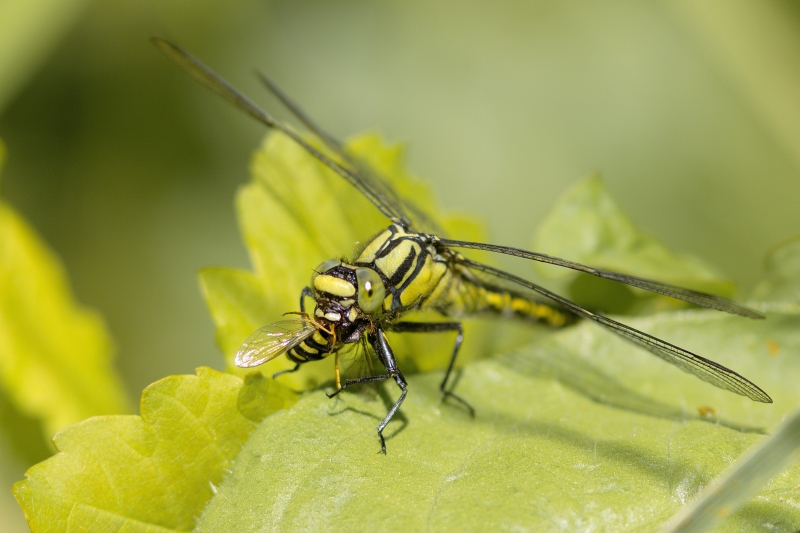 Photo Insectes Gomphe vulgaire (Gomphus vulgatissimus)