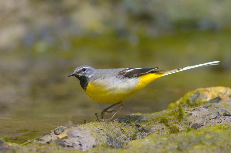 Photo Oiseaux Bergeronnette des ruisseaux (Motacilla cinerea)