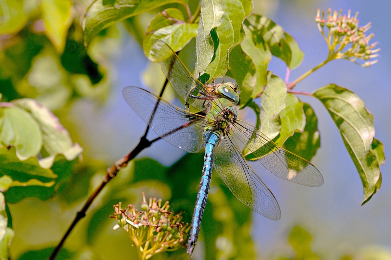 Photo Insectes Anax empereur (Anax imperator)