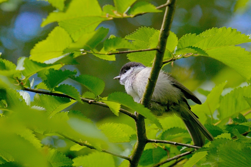 Photo Oiseaux Mésange nonnette (Poecile palustris)