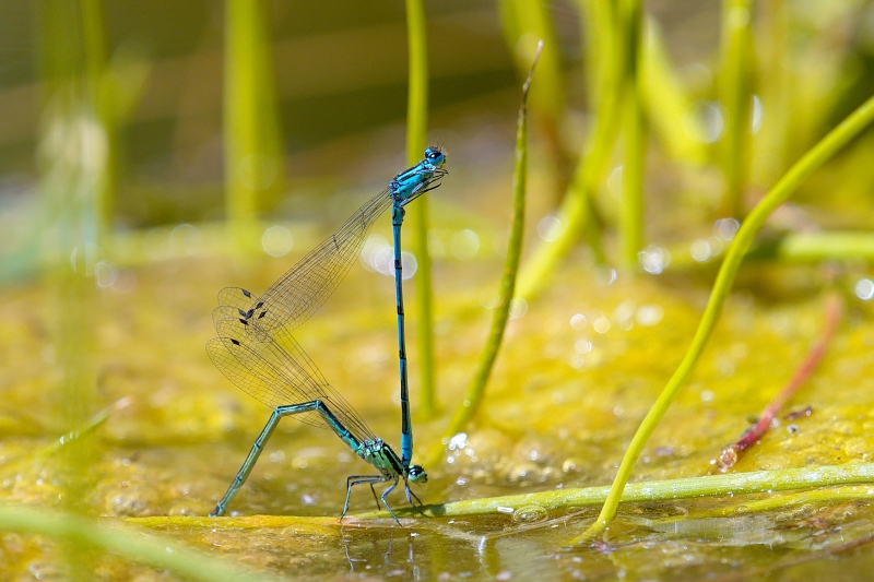 Photo Insectes agrion jouvencelle (Coenagrion puella)