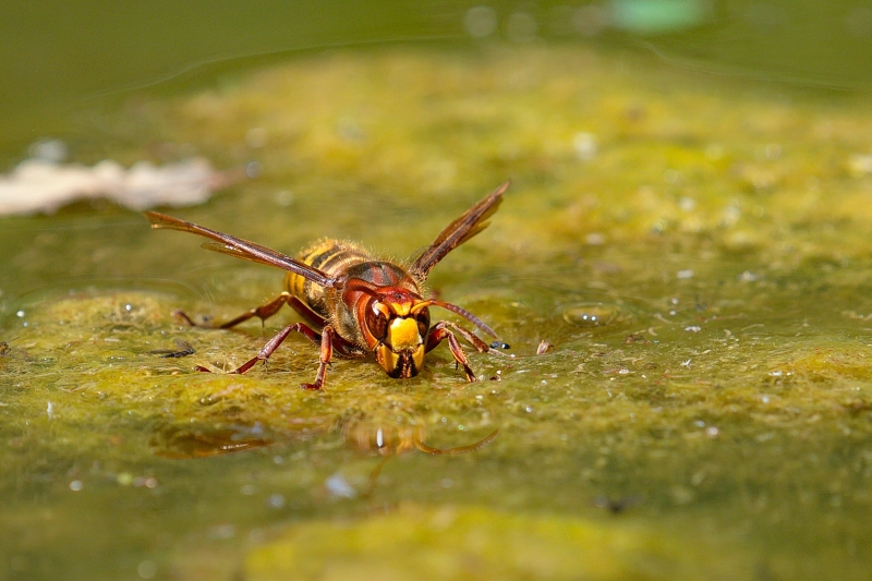 Photo Insectes Frelon européen (Vespa crabro)