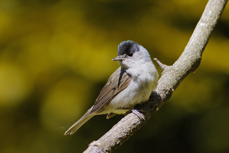 Photo Oiseaux Fauvette à tête noire (Sylvia atricapilla)