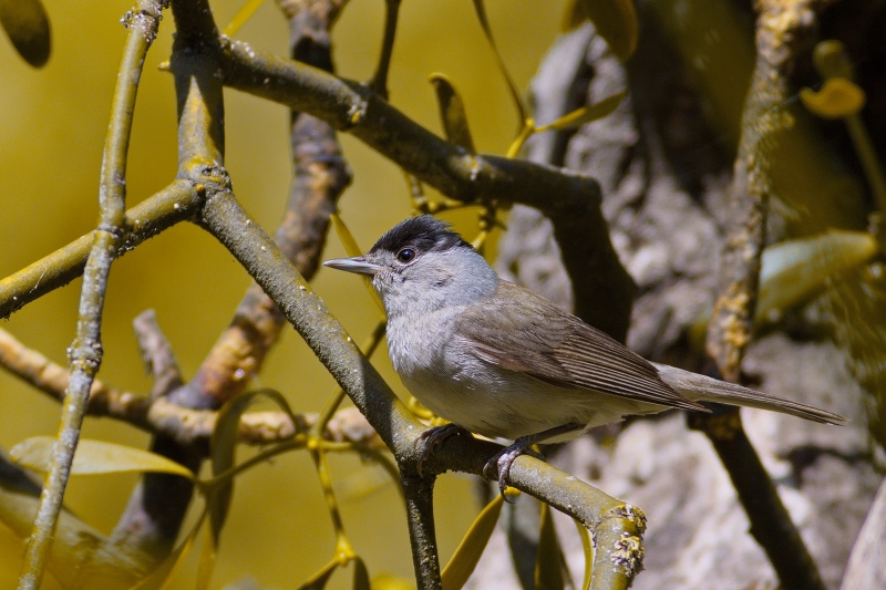 Photo Oiseaux Fauvette à tête noire (Sylvia atricapilla)