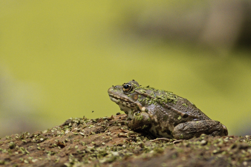 Photo Amphibiens Grenouille verte 