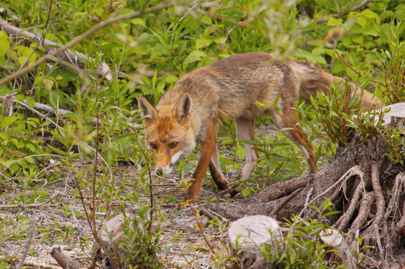 Photo Mammifères Renard roux (vulpes vulpes).