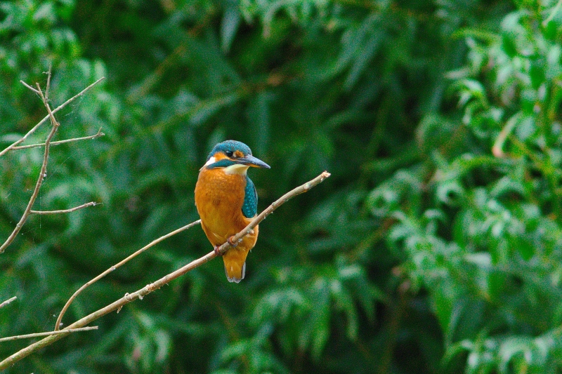 Photo Oiseaux Martin-pêcheur d'Europe (Alcedo atthis)