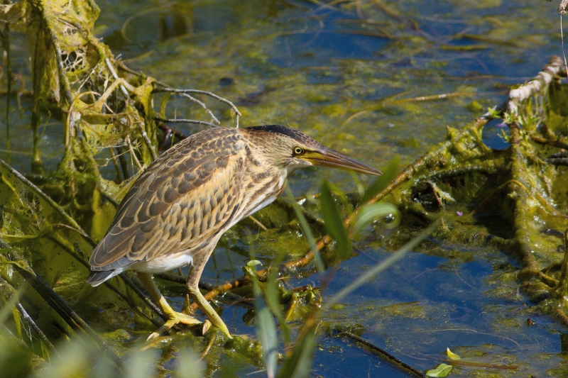 Photo Oiseaux Blongios nain (Ixobrychus minutus)