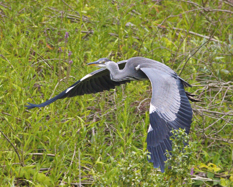 Photo Oiseaux Héron cendré (Ardea cinerea)