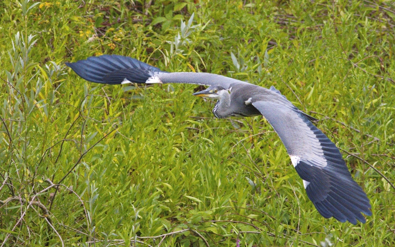 Photo Oiseaux Héron cendré (Ardea cinerea)